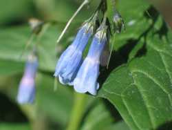 Mertensia franciscana image