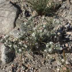 Johnstonella angustifolia image