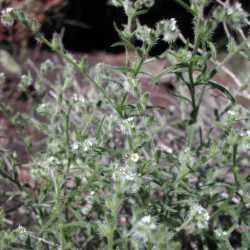 Image of Cryptantha pattersonii