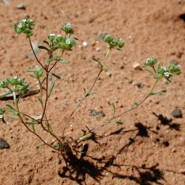 Eremocarya micrantha image