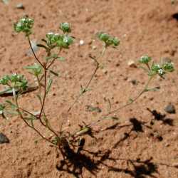 Image of Eremocarya micrantha