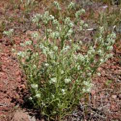 Cryptantha nevadensis image