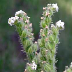 Image of Cryptantha setosissima