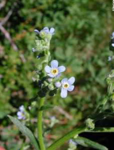 Hackelia floribunda image