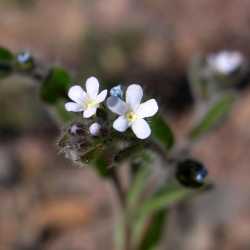 Lappula occidentalis image