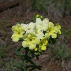 Image of Lithospermum cobrense