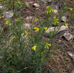 Lithospermum multiflorum image