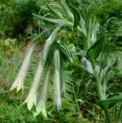 Image of Macromeria viridiflora