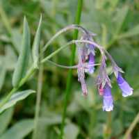 Mertensia franciscana image