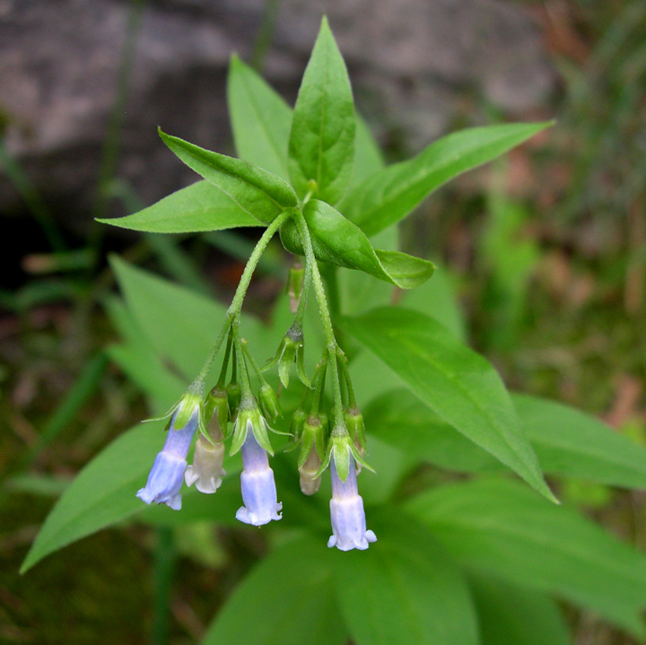 Mertensia franciscana image