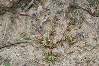 Hornungia procumbens image