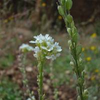 Image of Alyssum incanum