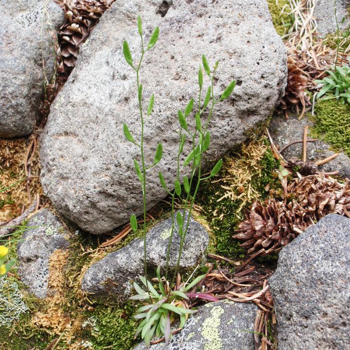 Draba crassifolia image