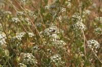 Lepidium fremontii image