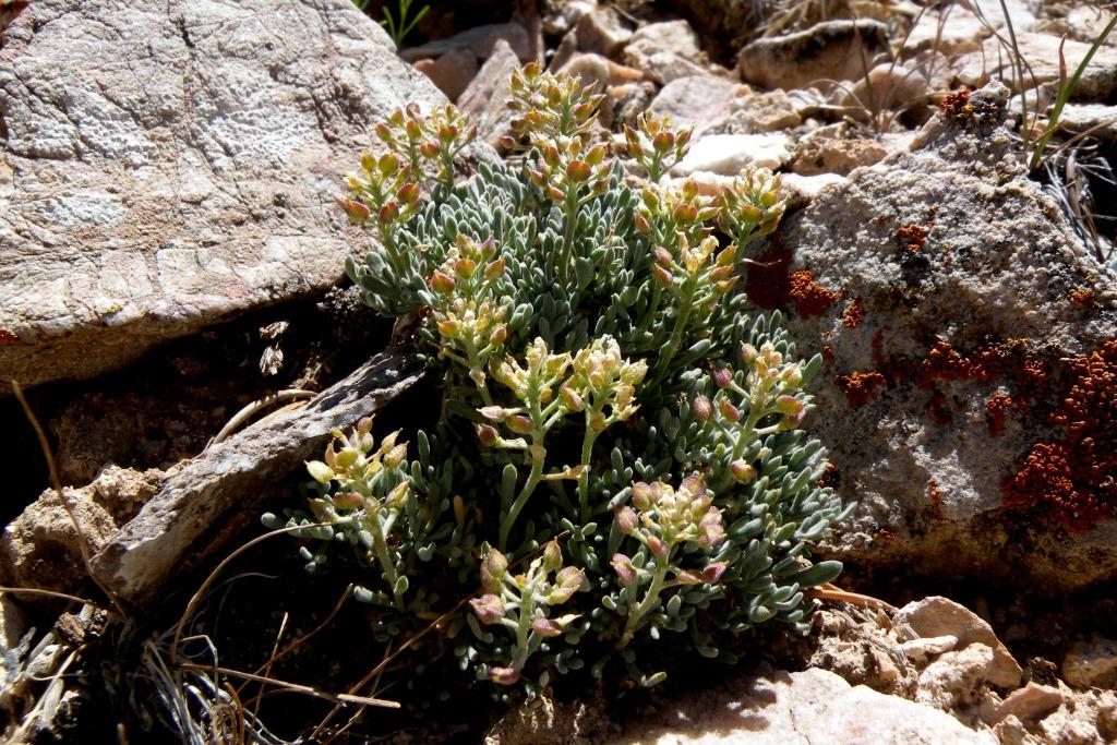 Lepidium ostleri image