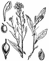 Camelina sativa image