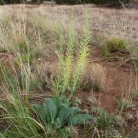 Stanleya viridiflora image