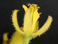 Image of Descurainia adenophora