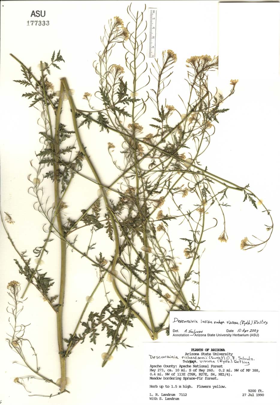 Descurainia incisa subsp. viscosa image