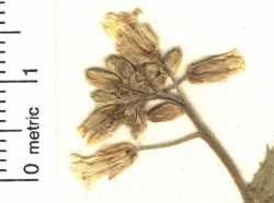 Draba rectifructa image