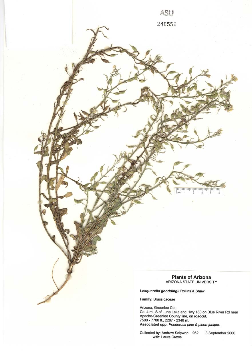 Brassicaceae image