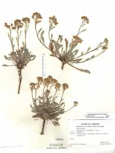 Physaria pinetorum image