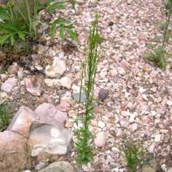 Arabis hirsuta image