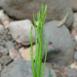 Arabis hirsuta image