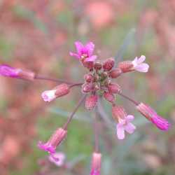 Image of Boechera perennans