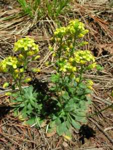 Draba asprella image