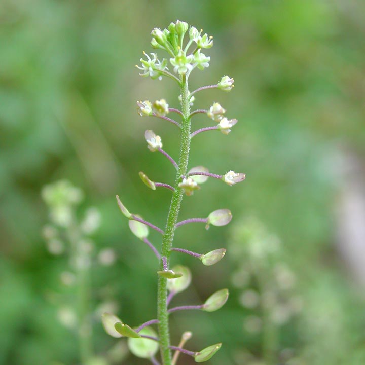 Lepidium densiflorum image