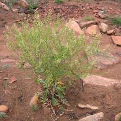 Lepidium virginicum image