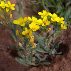 Physaria pinetorum image