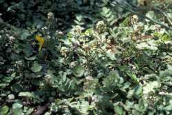 Nasturtium officinale image