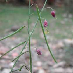 Image of Pennellia longifolia