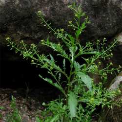 Image of Rorippa palustris