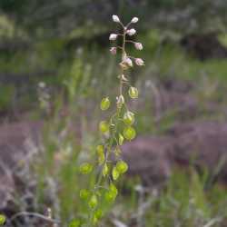 Thysanocarpus curvipes image