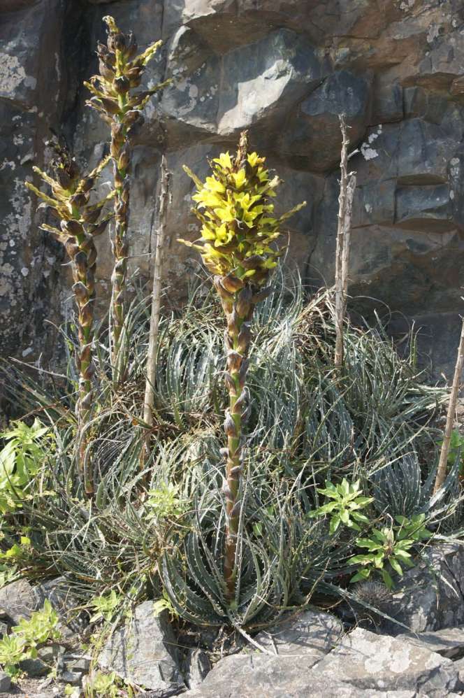 Puya chilensis image