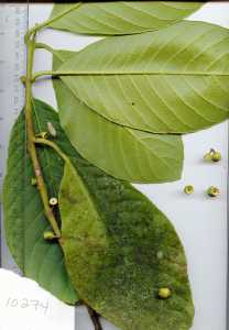 Image of Siparuna pauciflora