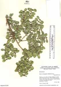 Image of Buxus microphylla