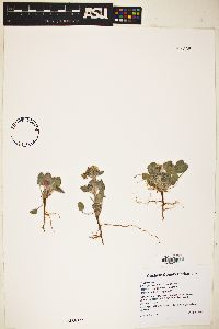 Eriogonum abertianum image