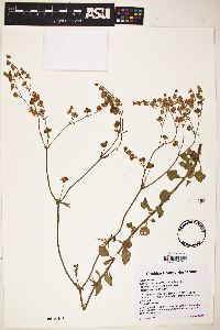 Eriogonum abertianum image