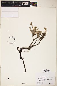 Eriogonum wrightii image