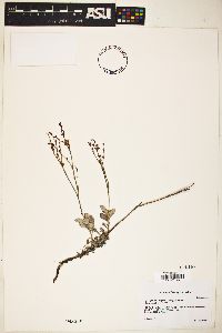 Eriogonum wrightii image