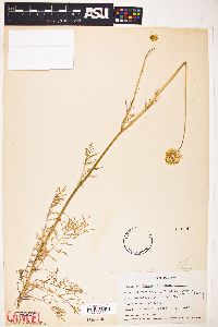 Gilia achilleifolia image