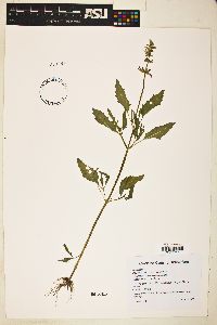 Salvia subincisa image