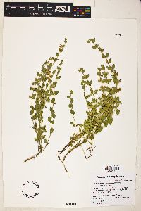 Scutellaria potosina image