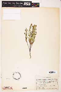 Scutellaria angustifolia image