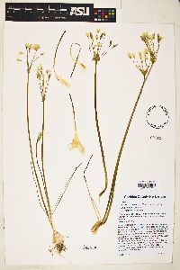 Allium rhizomatum image