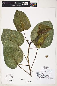 Ficus petiolaris image